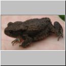 Bufo bufo - Erdkroete 04.jpg